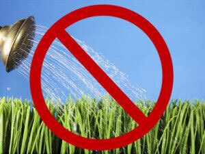 No watering needed